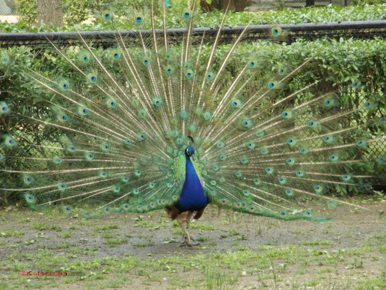 peacock askania nova